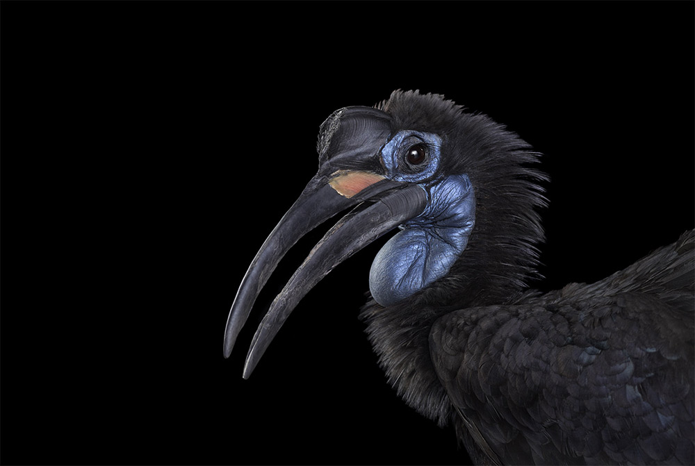 Affinity Beautiful Studio Portraits Of Animals By Brad Wilson 11