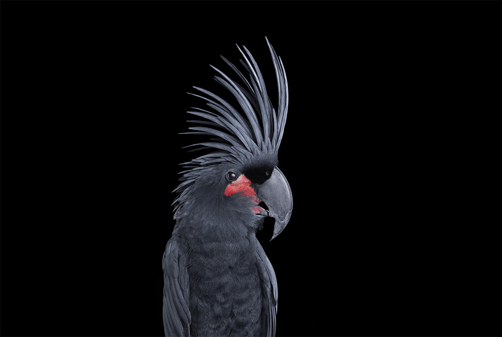 Affinity Beautiful Studio Portraits Of Animals By Brad Wilson 12