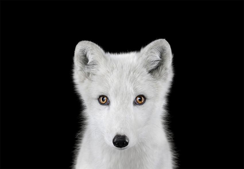 Affinity Beautiful Studio Portraits Of Animals By Brad Wilson 13