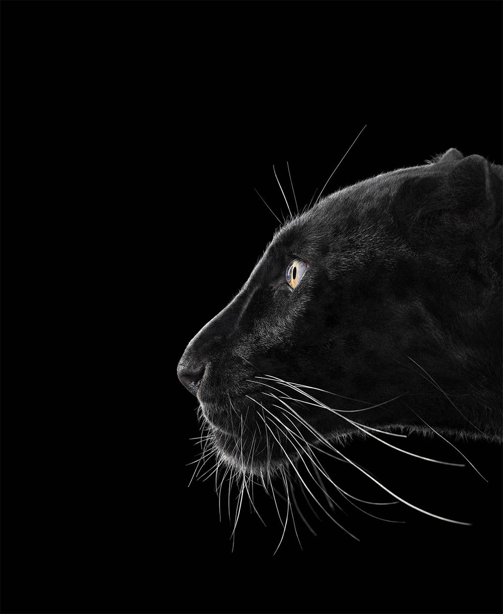 Affinity Beautiful Studio Portraits Of Animals By Brad Wilson 14