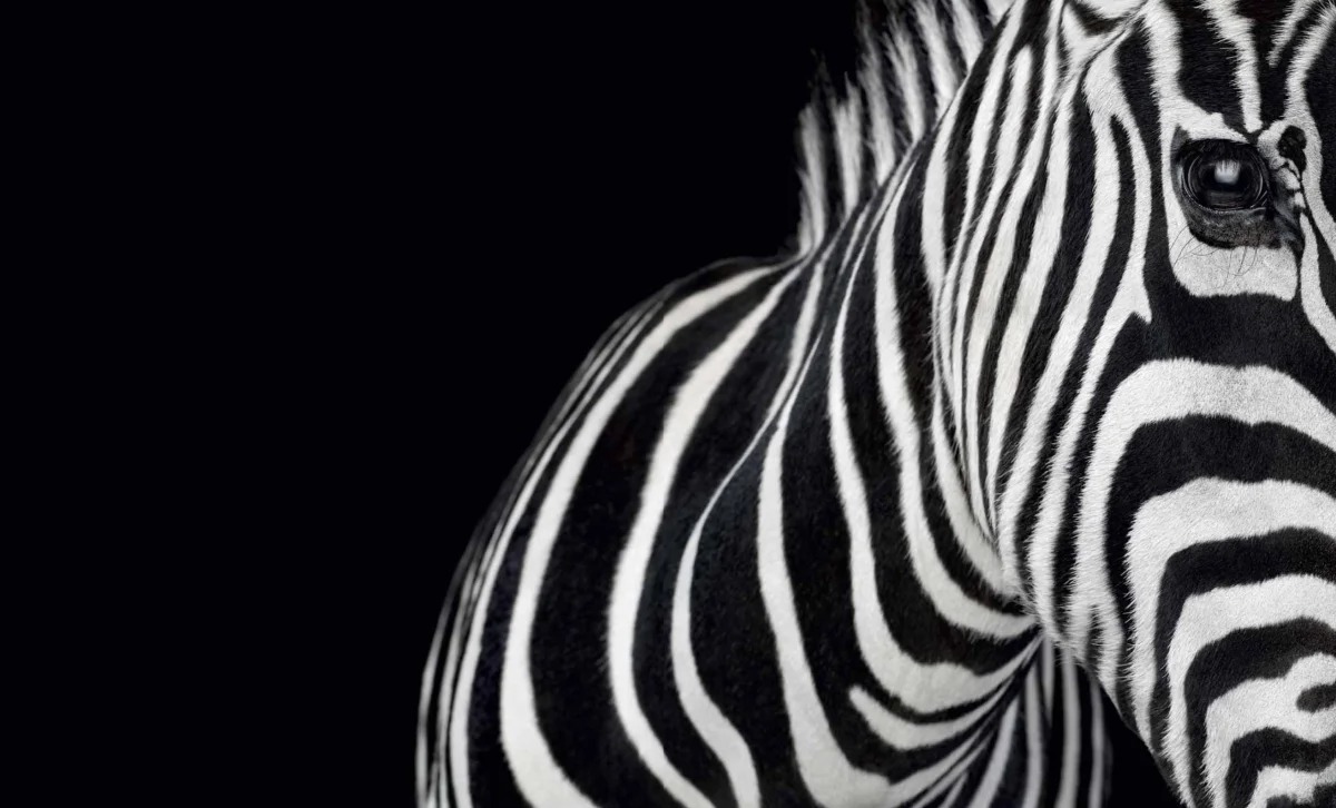 Affinity Beautiful Studio Portraits Of Animals By Brad Wilson 15