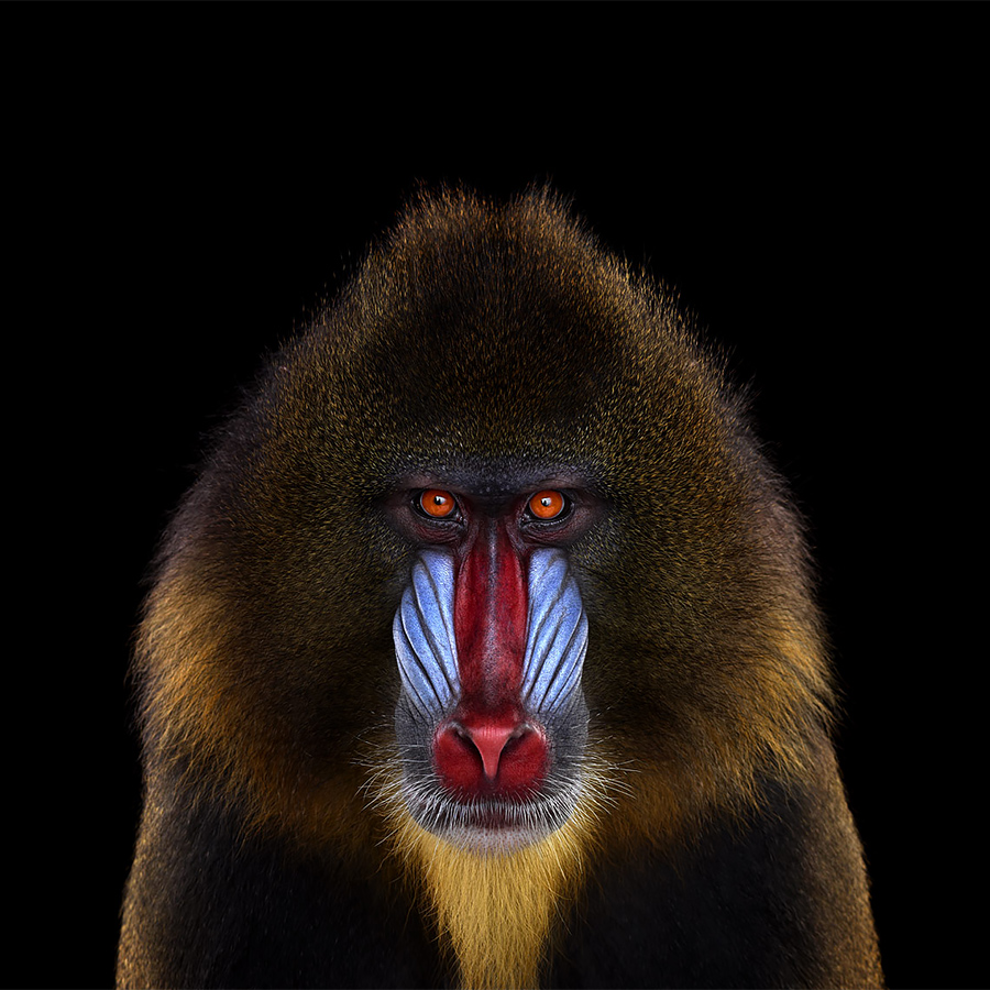 Affinity Beautiful Studio Portraits Of Animals By Brad Wilson 2