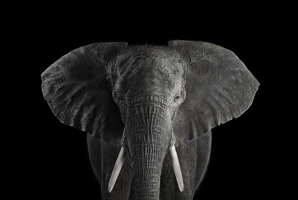 Affinity Beautiful Studio Portraits Of Animals By Brad Wilson 4