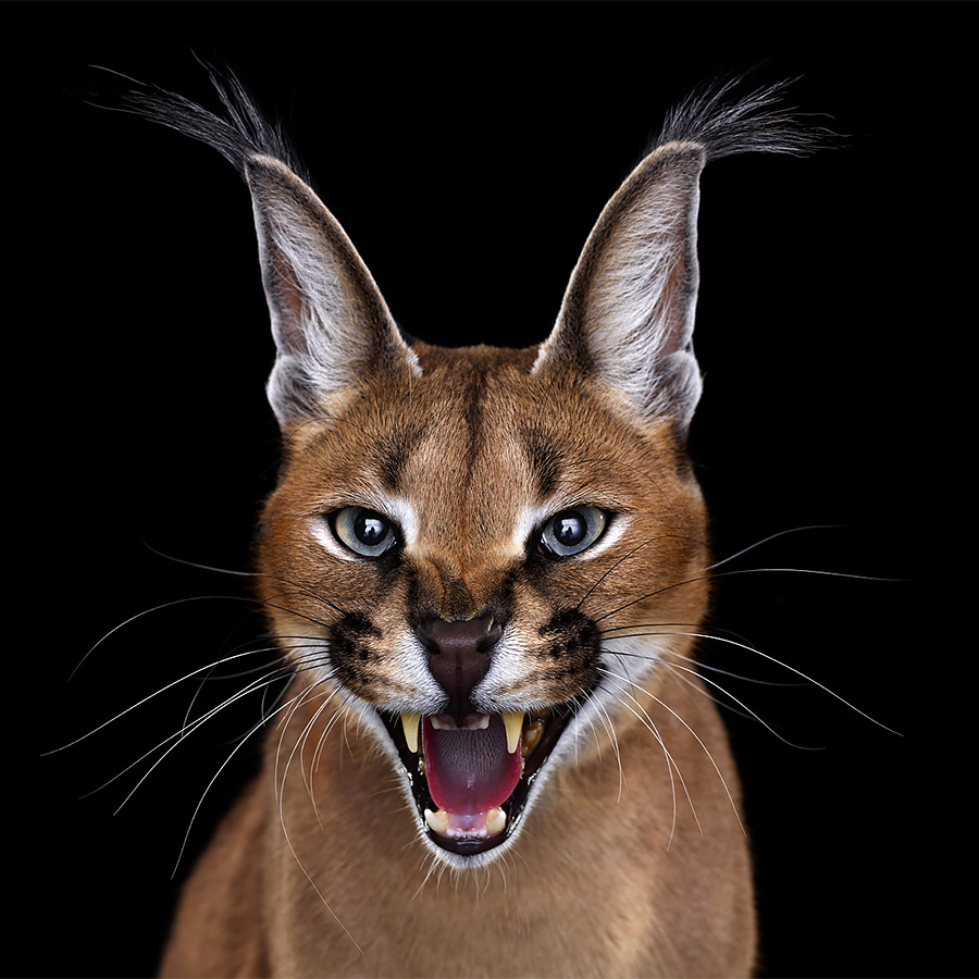 Affinity Beautiful Studio Portraits Of Animals By Brad Wilson 6