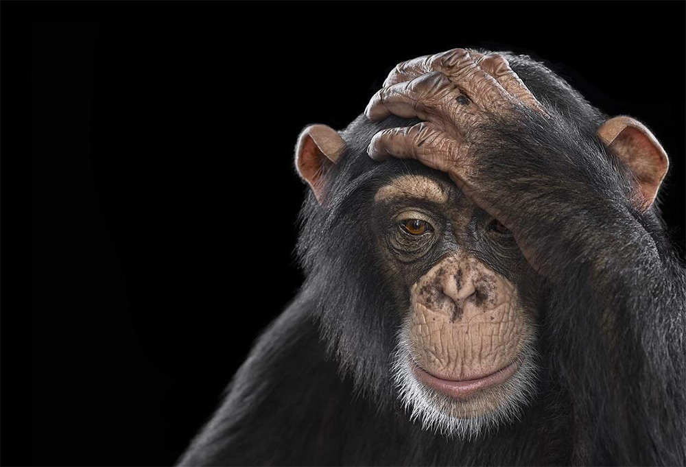 Affinity Beautiful Studio Portraits Of Animals By Brad Wilson 7