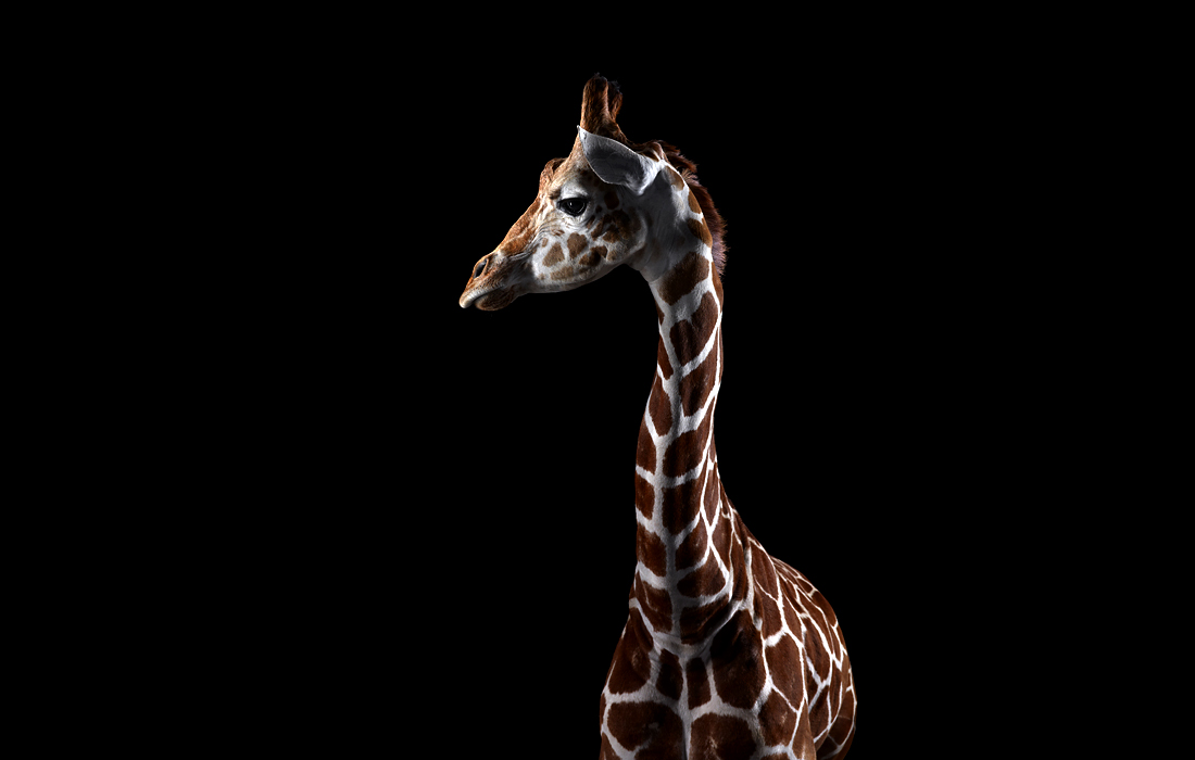 Affinity Beautiful Studio Portraits Of Animals By Brad Wilson 8