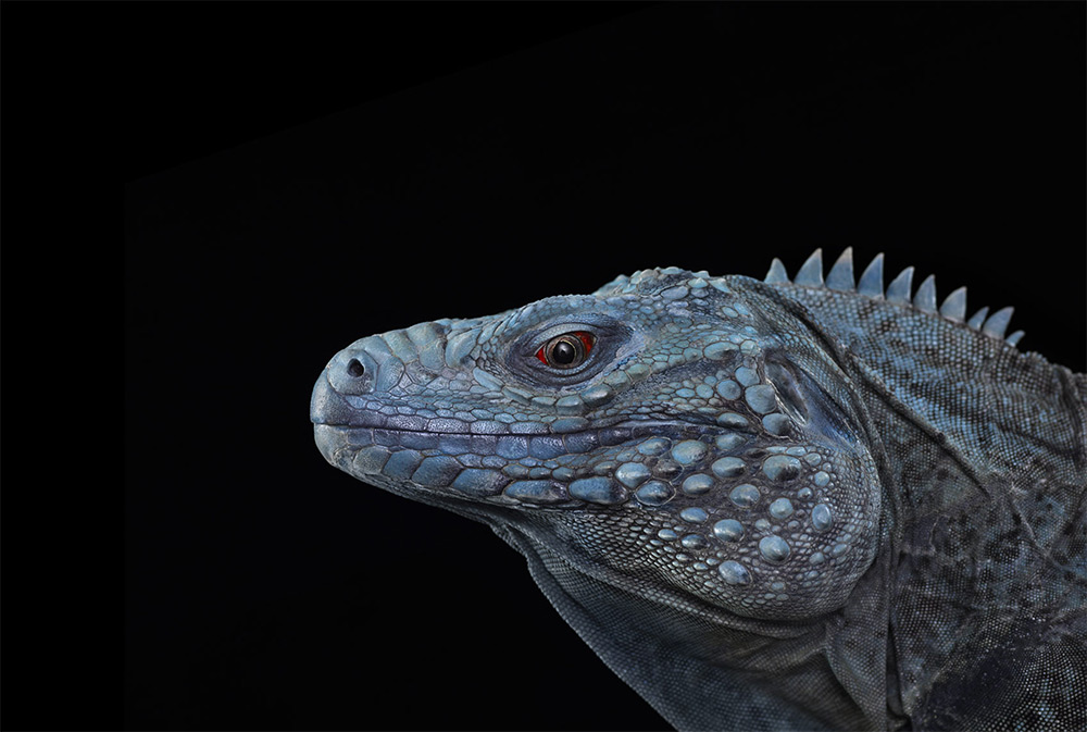 Affinity Beautiful Studio Portraits Of Animals By Brad Wilson 9