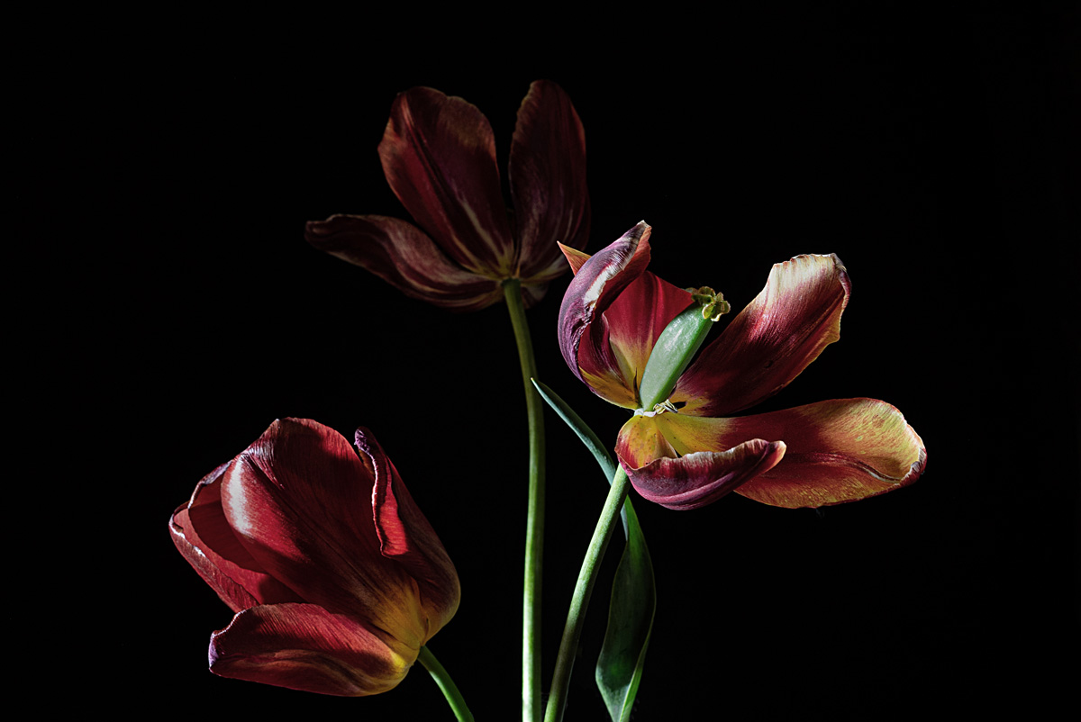 Fading Beauty The Remarkable Still Life Photography Of Elena Otvodenko