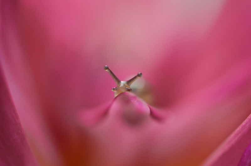 Marvelous Insect Macro Photography By Vyacheslav Mishchenko (11)