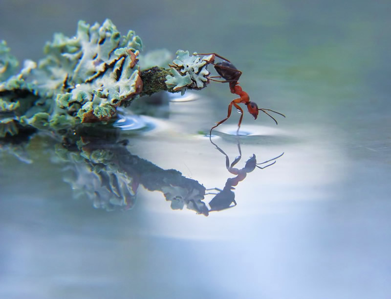 Marvelous Insect Macro Photography By Vyacheslav Mishchenko (14)