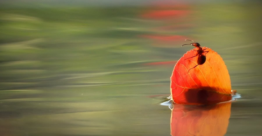 Marvelous Insect Macro Photography By Vyacheslav Mishchenko (17)
