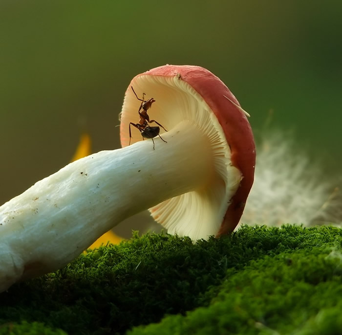 Marvelous Insect Macro Photography By Vyacheslav Mishchenko (18)
