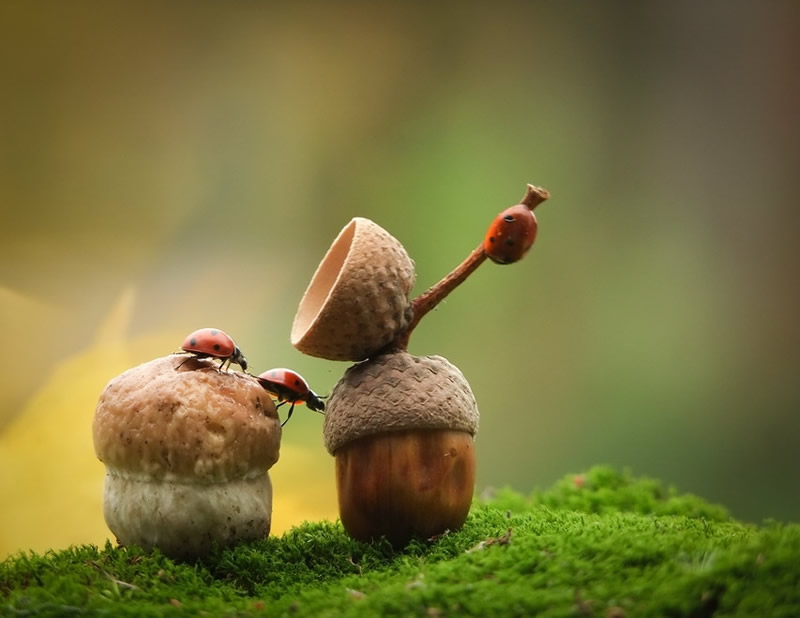 Marvelous Insect Macro Photography By Vyacheslav Mishchenko (19)