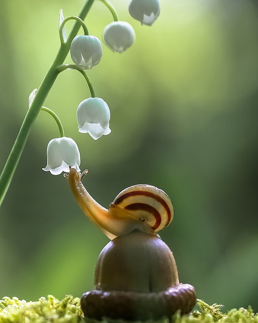 Marvelous Insect Macro Photography By Vyacheslav Mishchenko (3)
