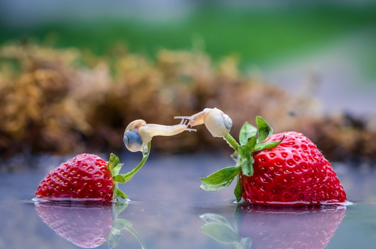 Marvelous Insect Macro Photography By Vyacheslav Mishchenko (4)