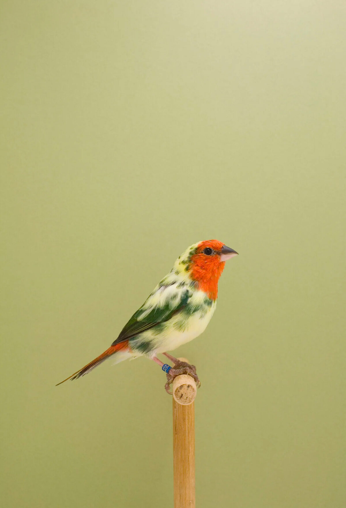 An Incomplete Dictionary Of Show Birds A Minimalist Bird Photography Series By Luke Stephenson (11)