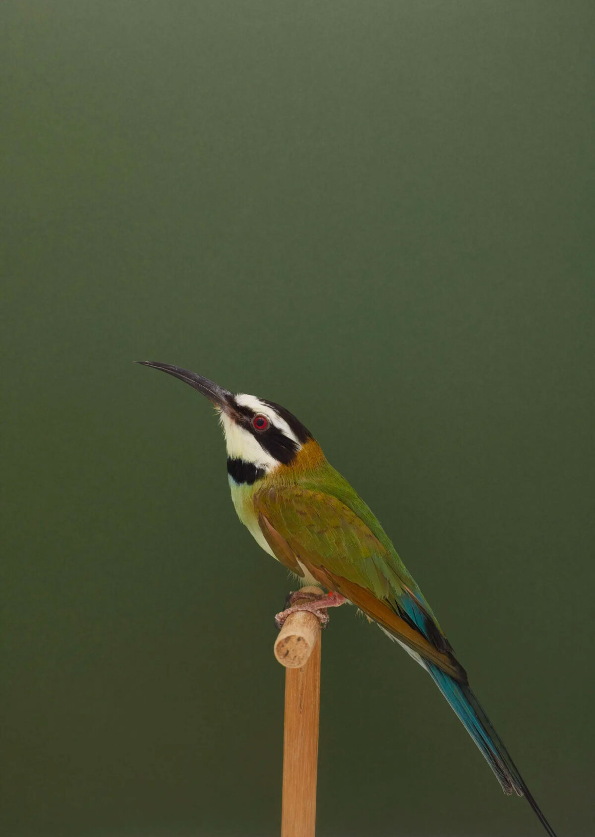 An Incomplete Dictionary Of Show Birds A Minimalist Bird Photography Series By Luke Stephenson (12)