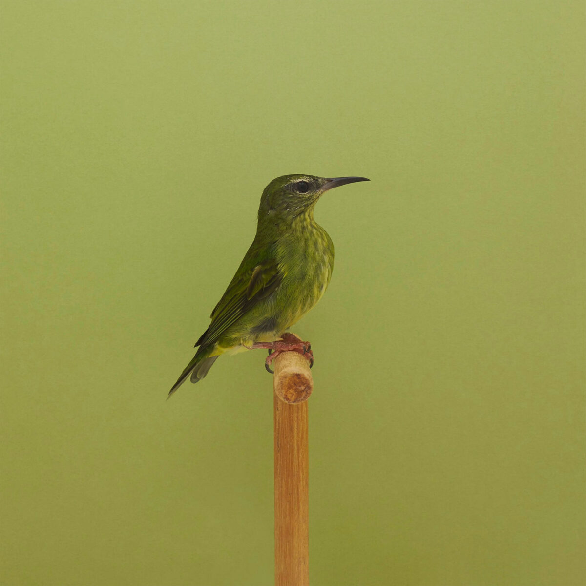 An Incomplete Dictionary Of Show Birds A Minimalist Bird Photography Series By Luke Stephenson (19)