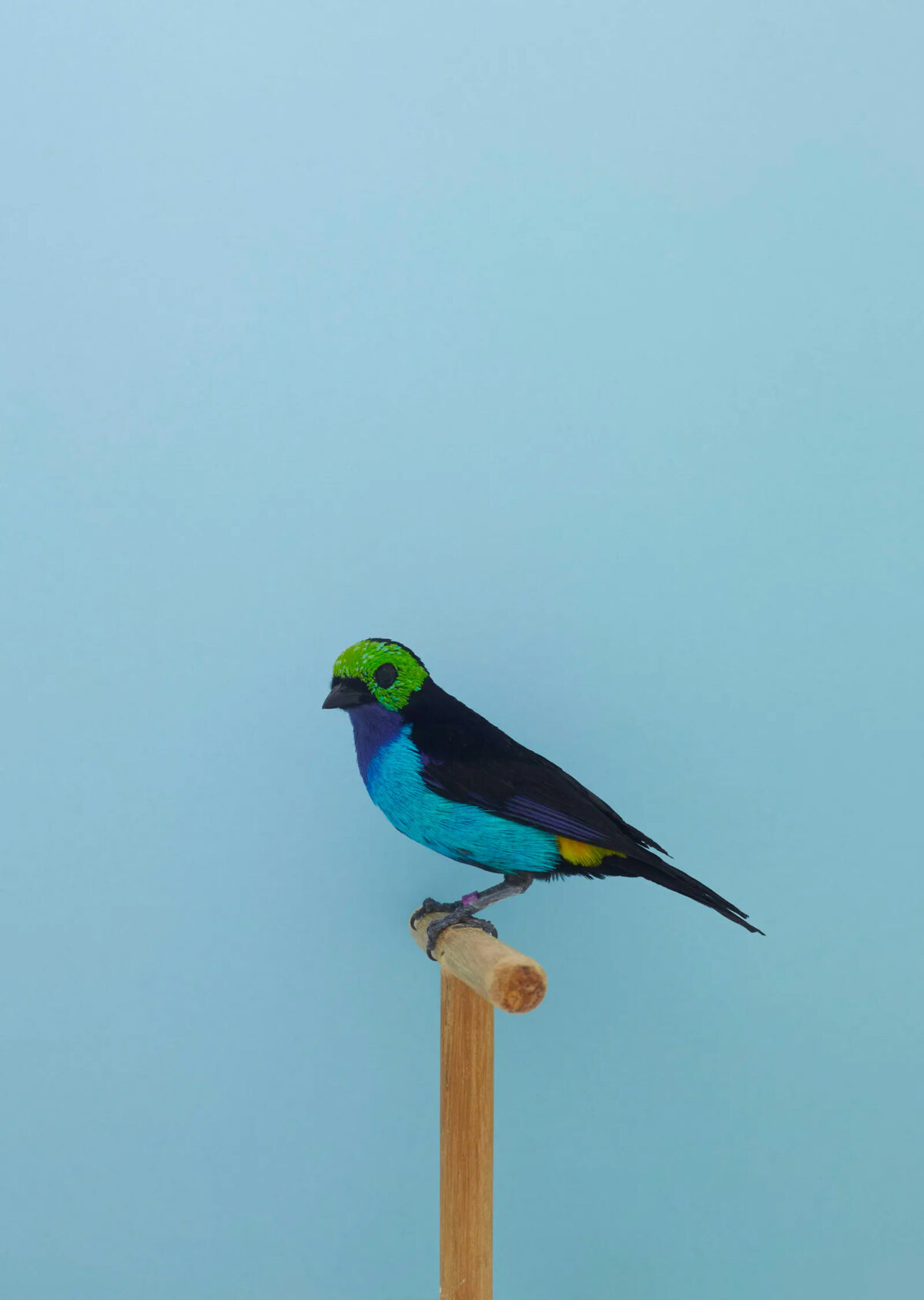 An Incomplete Dictionary Of Show Birds A Minimalist Bird Photography Series By Luke Stephenson (3)