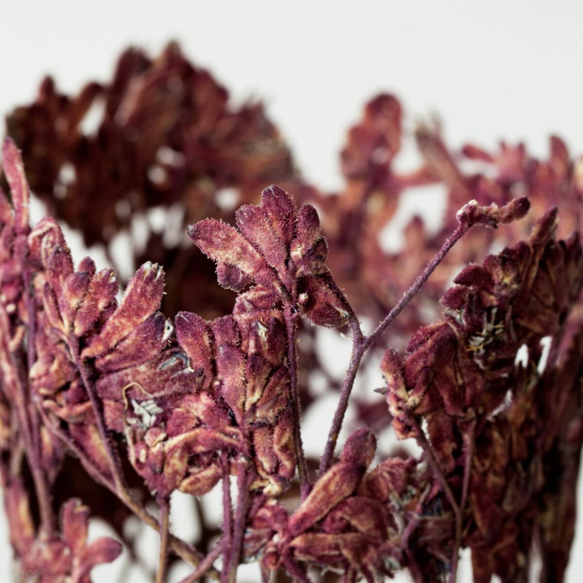 Bouquet Delicate Sculptural Vessels Made Of Dried And Pressed Flowers By Shannon Clegg (2)
