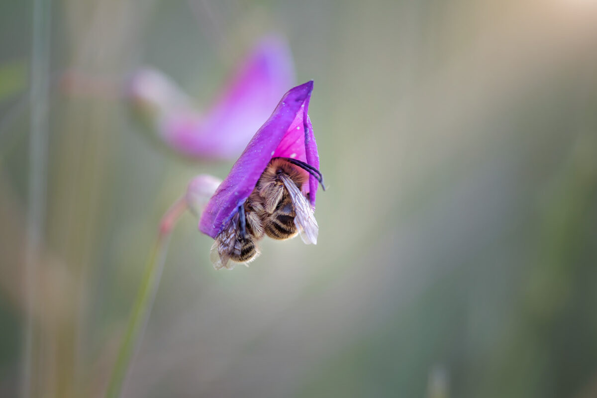 Fascinating Insect Photography Series By Maria Luisa Milla Moreno (10)