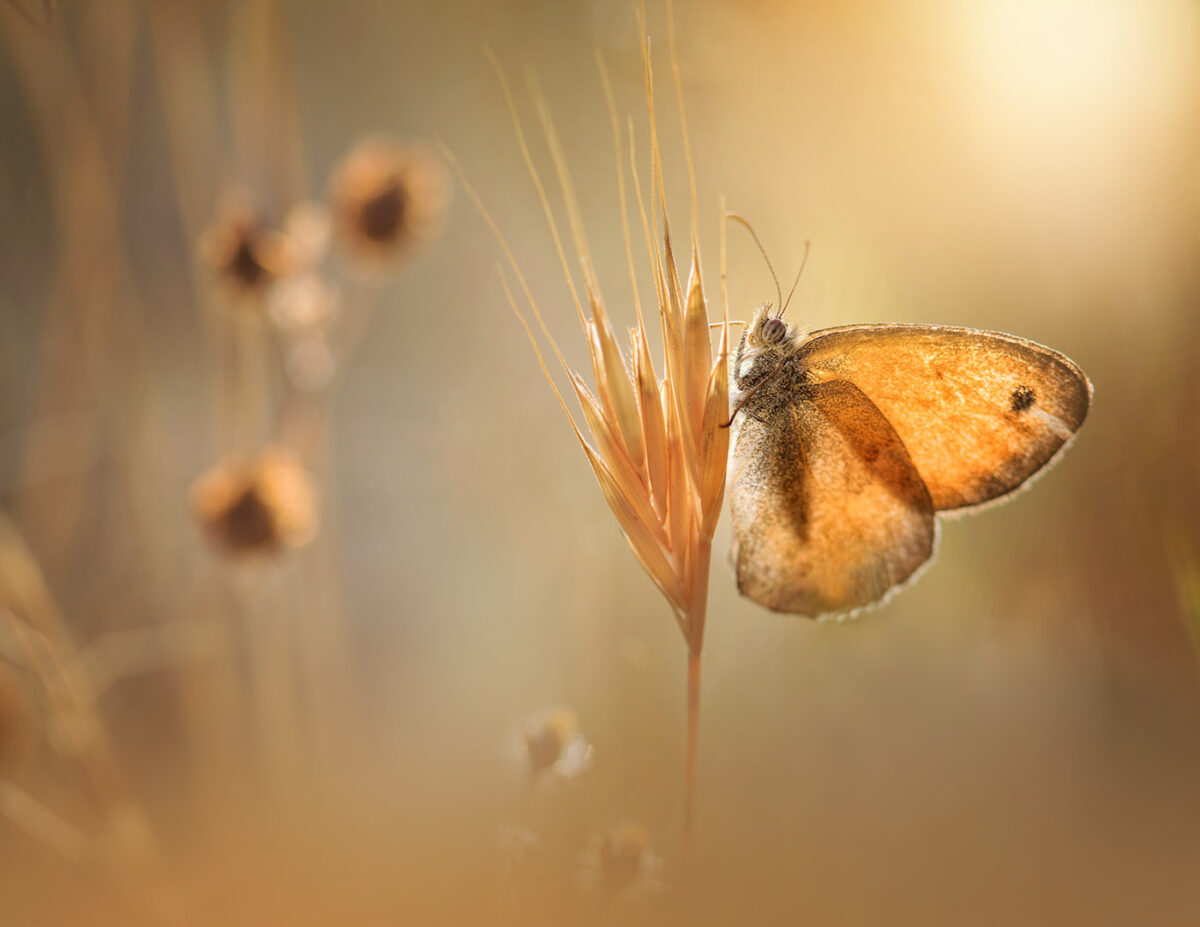 Fascinating Insect Photography Series By Maria Luisa Milla Moreno (2)