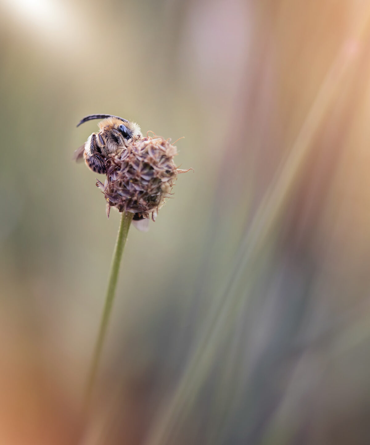 Fascinating Insect Photography Series By Maria Luisa Milla Moreno (8)
