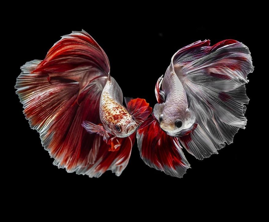 Marvelous Betta Fish Photography By Andi Halil (10)