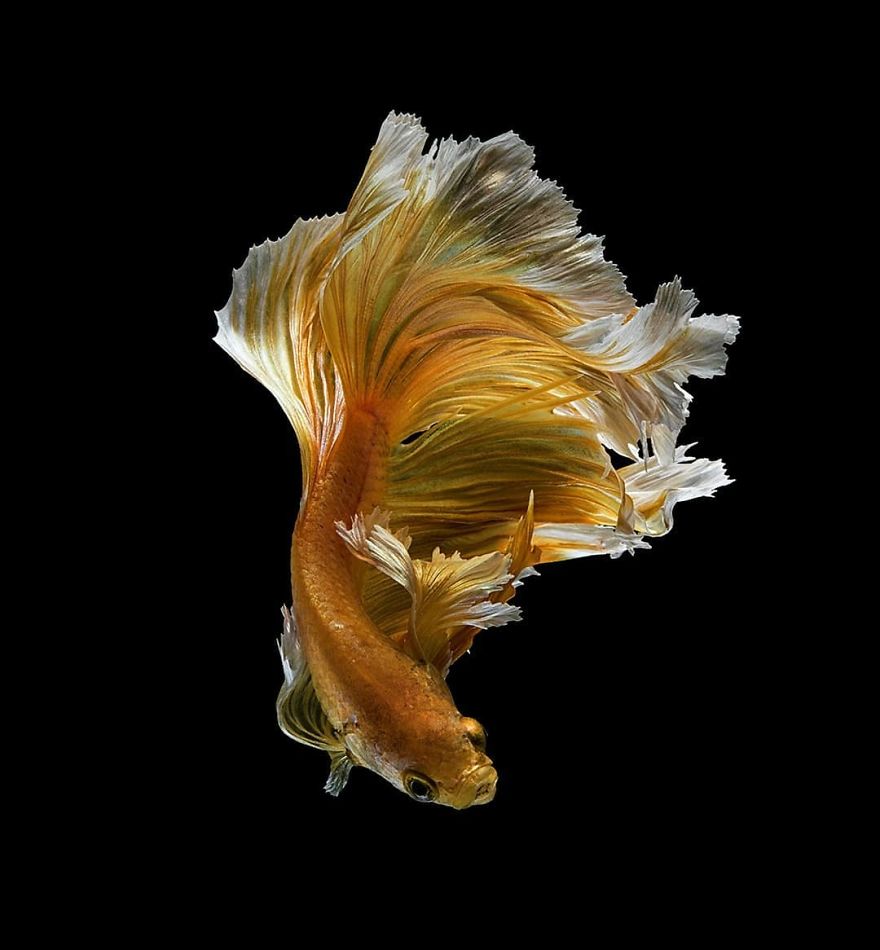 Marvelous Betta Fish Photography By Andi Halil (14)