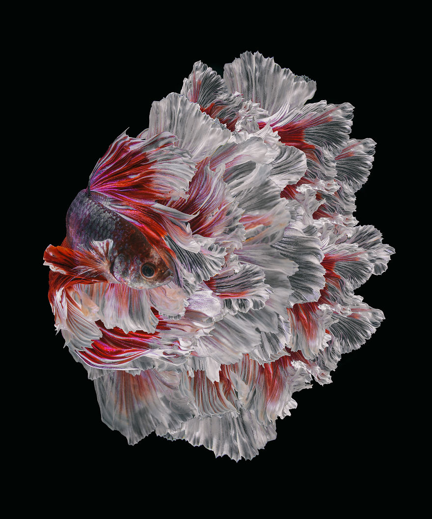 Marvelous Betta Fish Photography By Andi Halil (16)