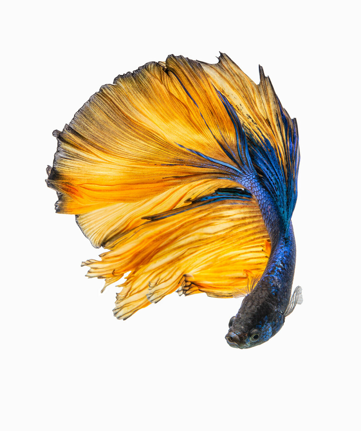 Marvelous Betta Fish Photography By Andi Halil (6)