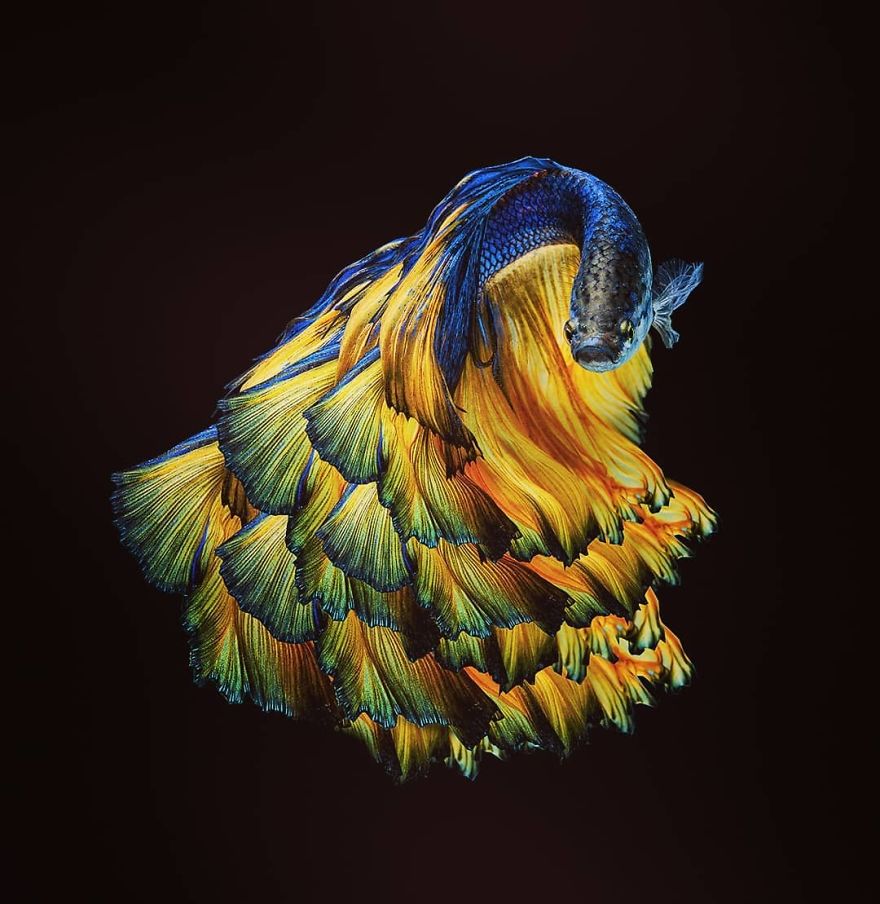 Marvelous Betta Fish Photography By Andi Halil (9)