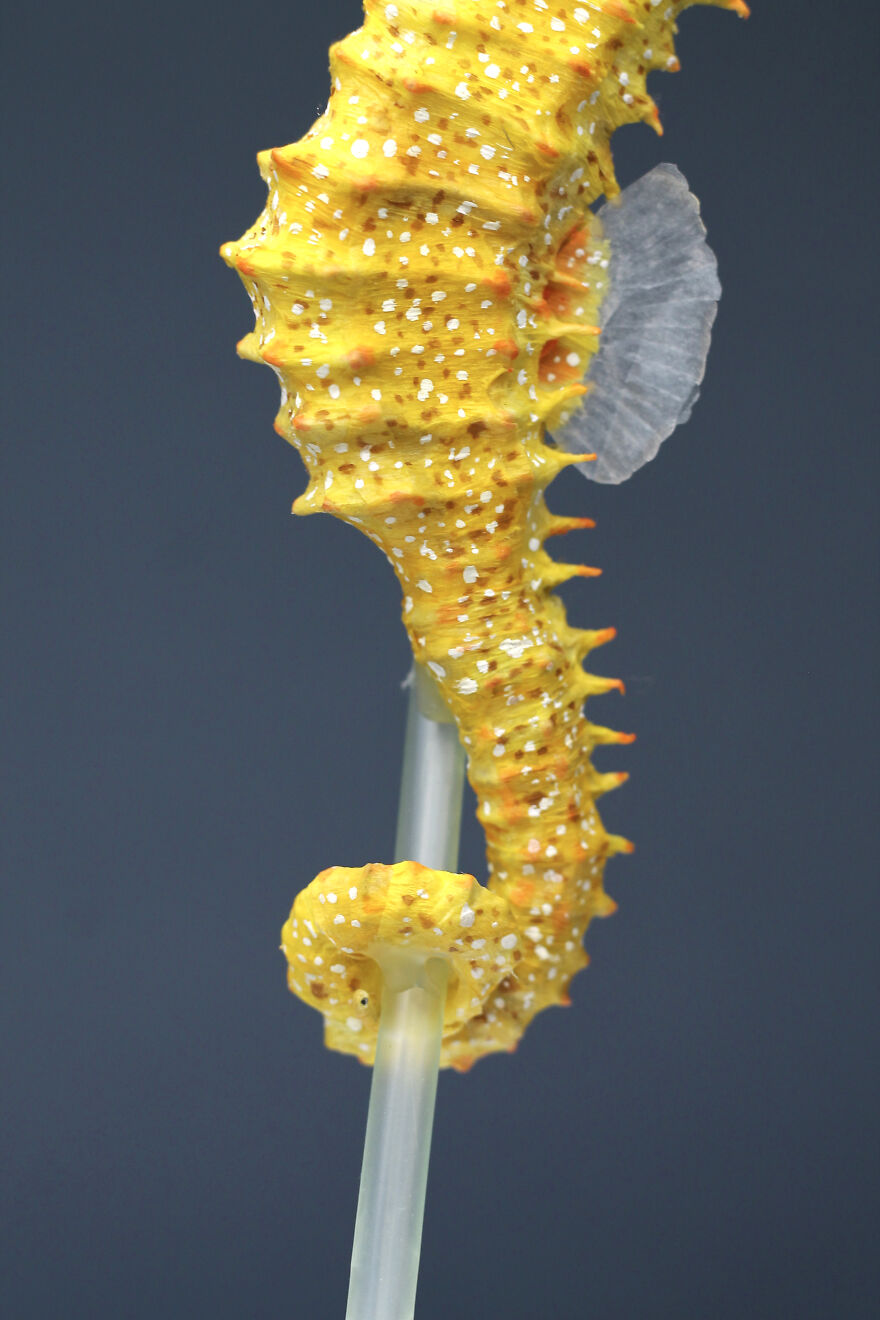 Ocean Pollution Realistic Paper Sculptures Of Animals Threatened By Pollution By Tina Kraus (16)