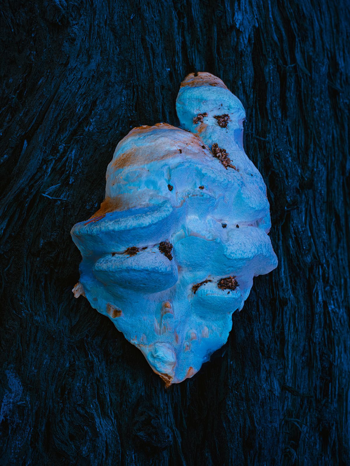 Spectral An Awe Inspiring Landscape Photography Series By Cody Cobb (5)