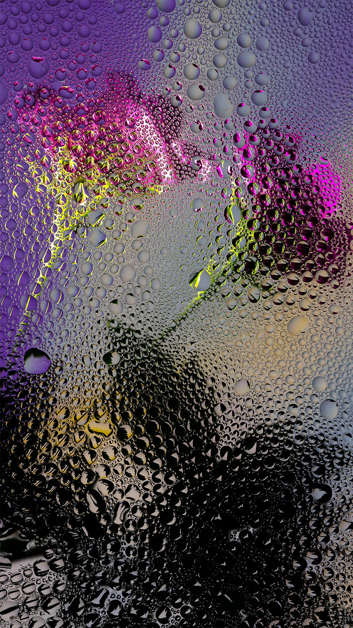 Inside A Gorgeous Floral Photography Series By Davy Evans (15)