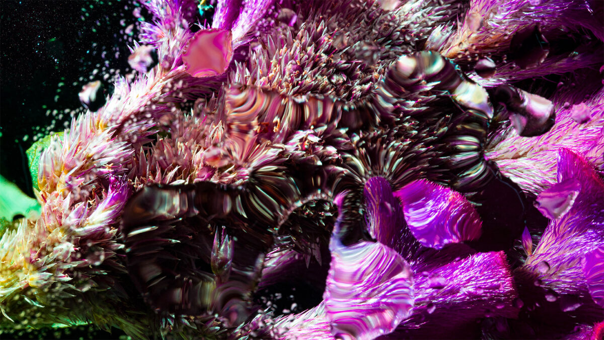 Inside A Gorgeous Floral Photography Series By Davy Evans (16)