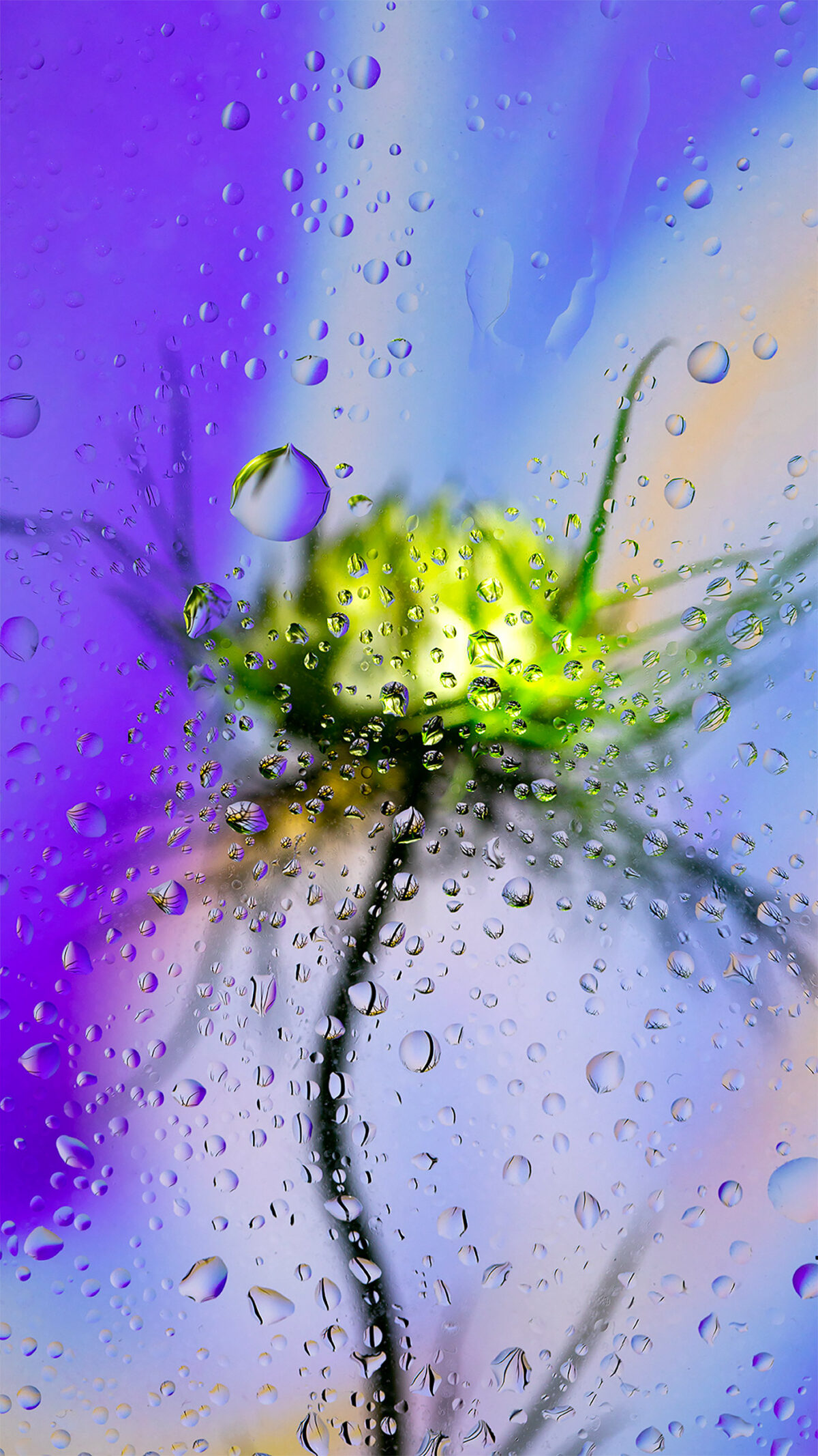 Inside A Gorgeous Floral Photography Series By Davy Evans (22)