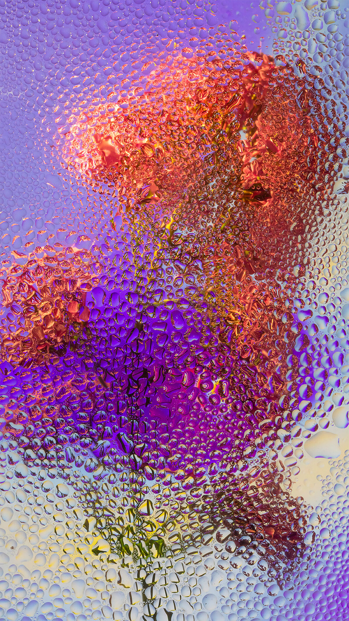 Inside A Gorgeous Floral Photography Series By Davy Evans (3)