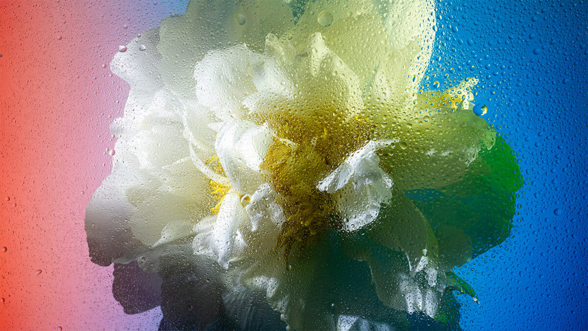 Inside A Gorgeous Floral Photography Series By Davy Evans (4)