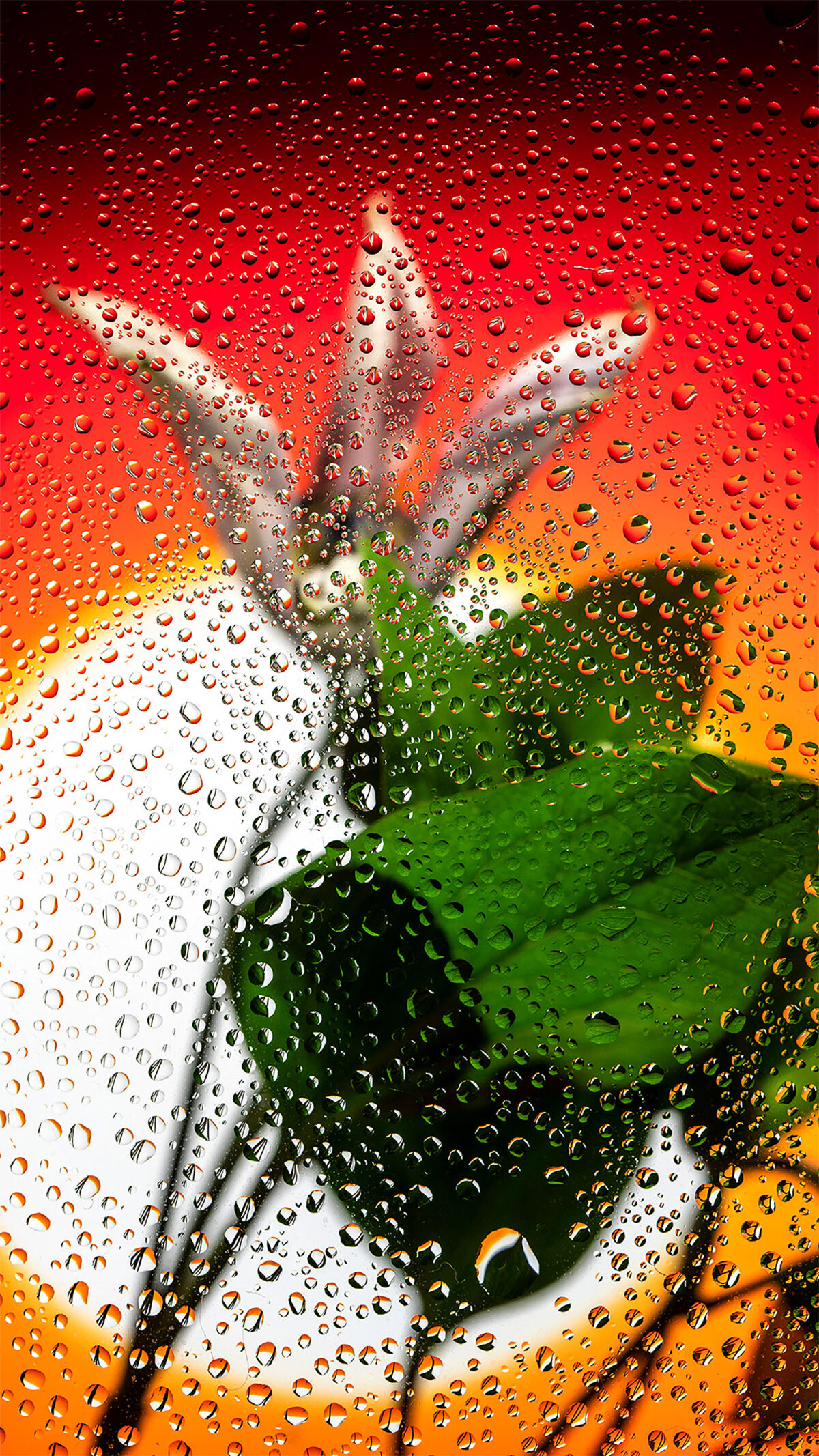 Inside A Gorgeous Floral Photography Series By Davy Evans (7)