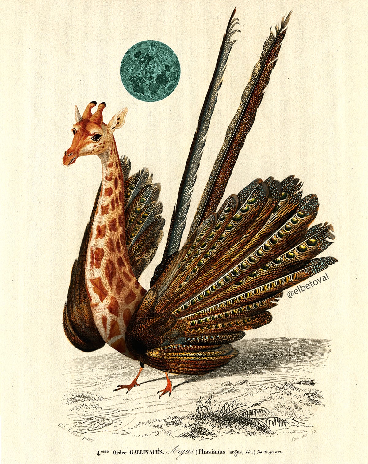 Surreal Digital Collages Of Hybrid Creatures By Beto Val (14)