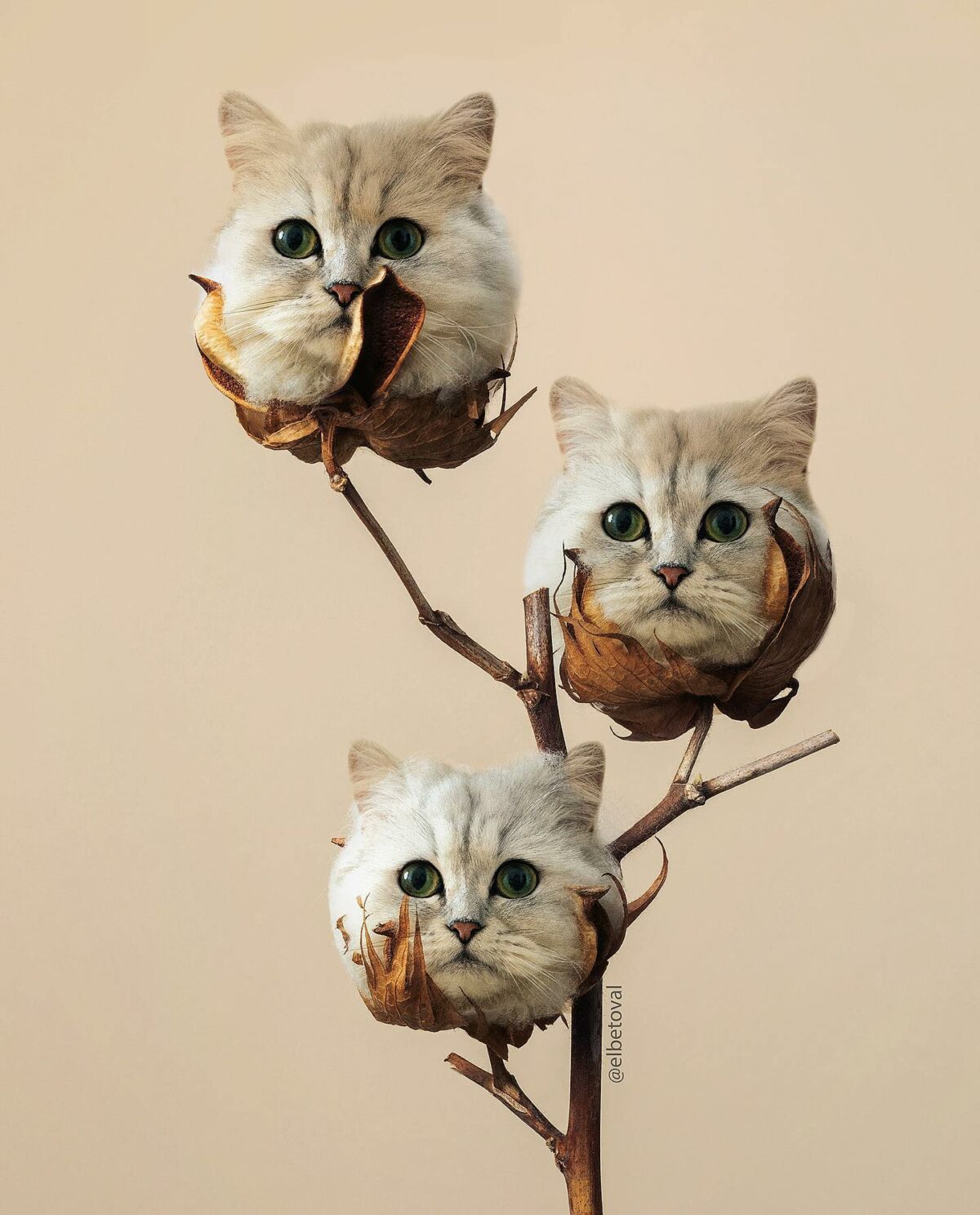 Surreal Digital Collages Of Hybrid Creatures By Beto Val (4)