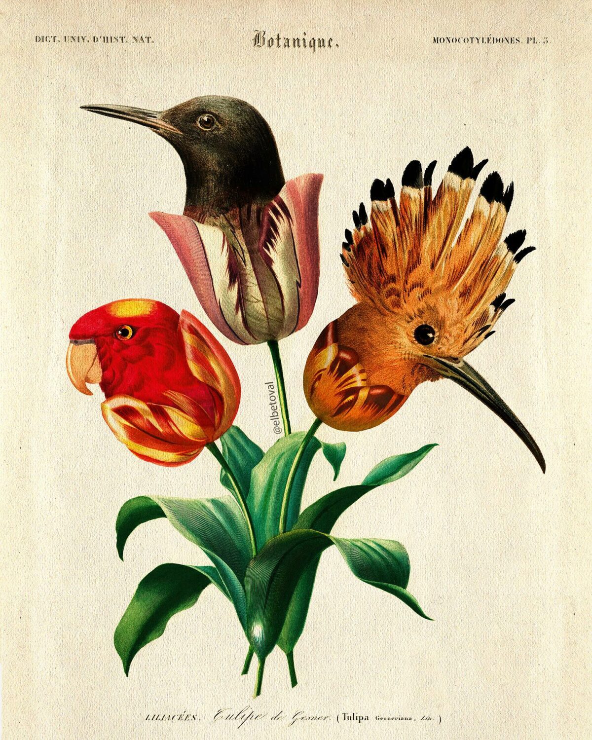 Surreal Digital Collages Of Hybrid Creatures By Beto Val (8)