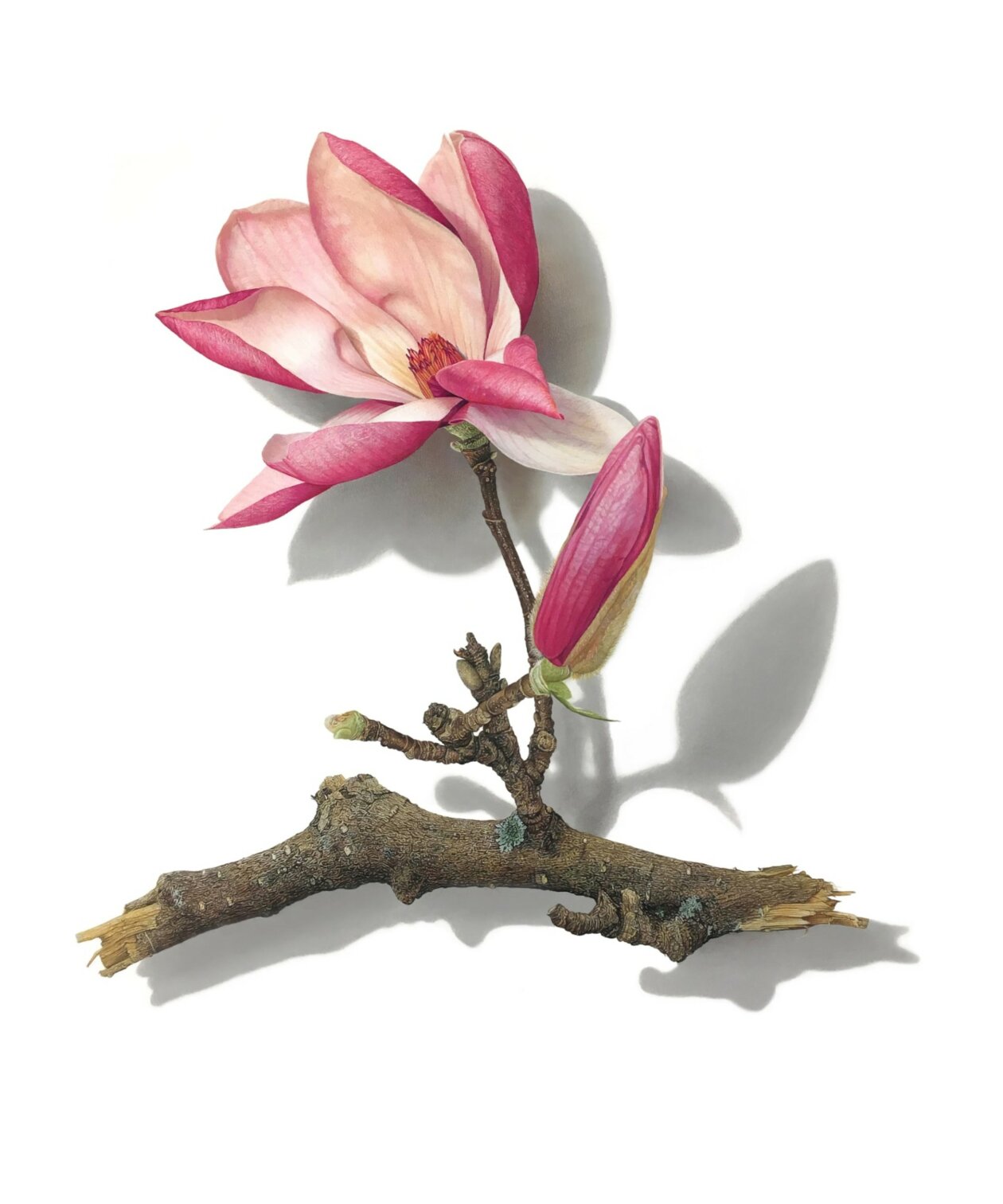 Hyperrealistic Drawings Of Buds, Branches, And Tree Trunks By David Morrison (11)