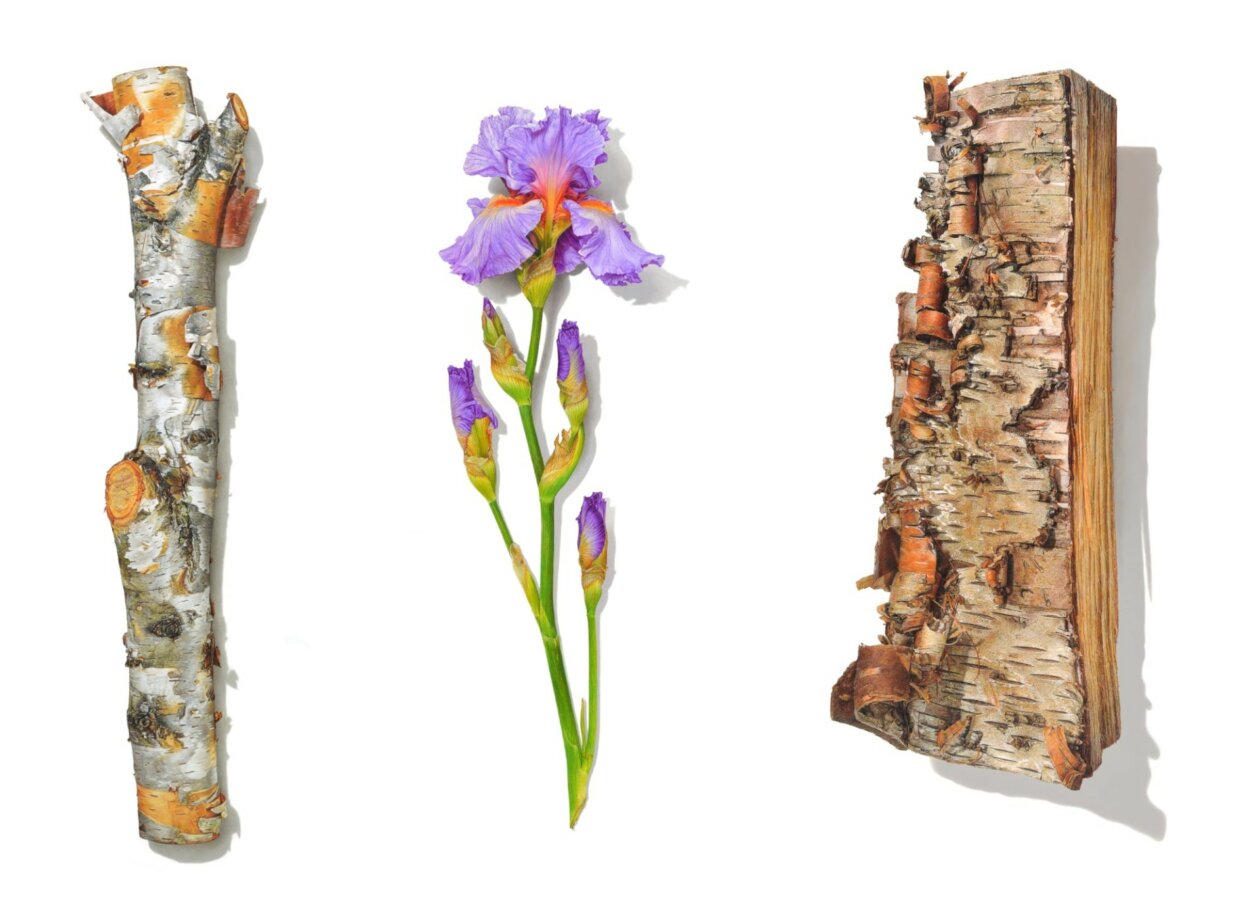 Hyperrealistic Drawings Of Buds, Branches, And Tree Trunks By David Morrison (13)