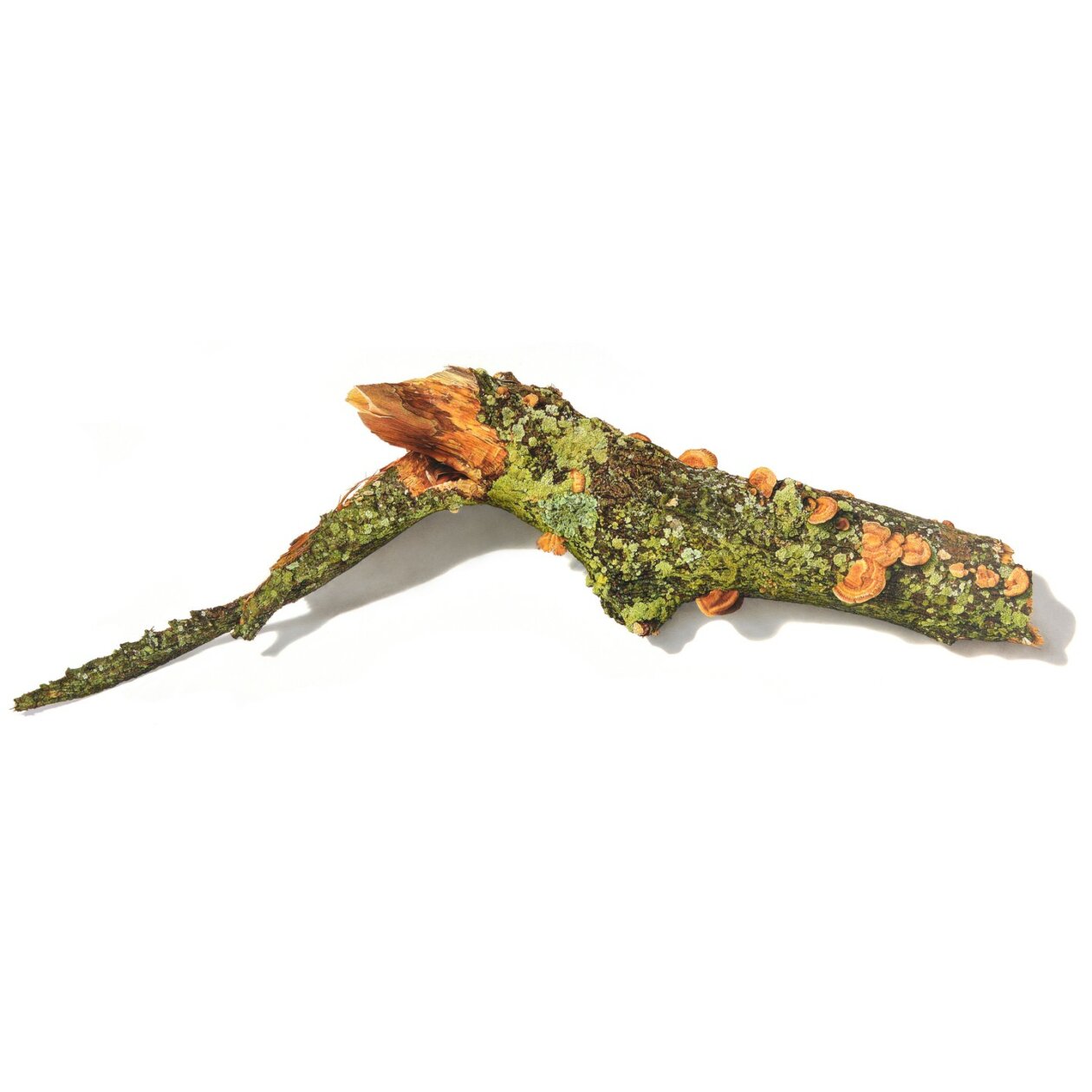 Hyperrealistic Drawings Of Buds, Branches, And Tree Trunks By David Morrison (2)