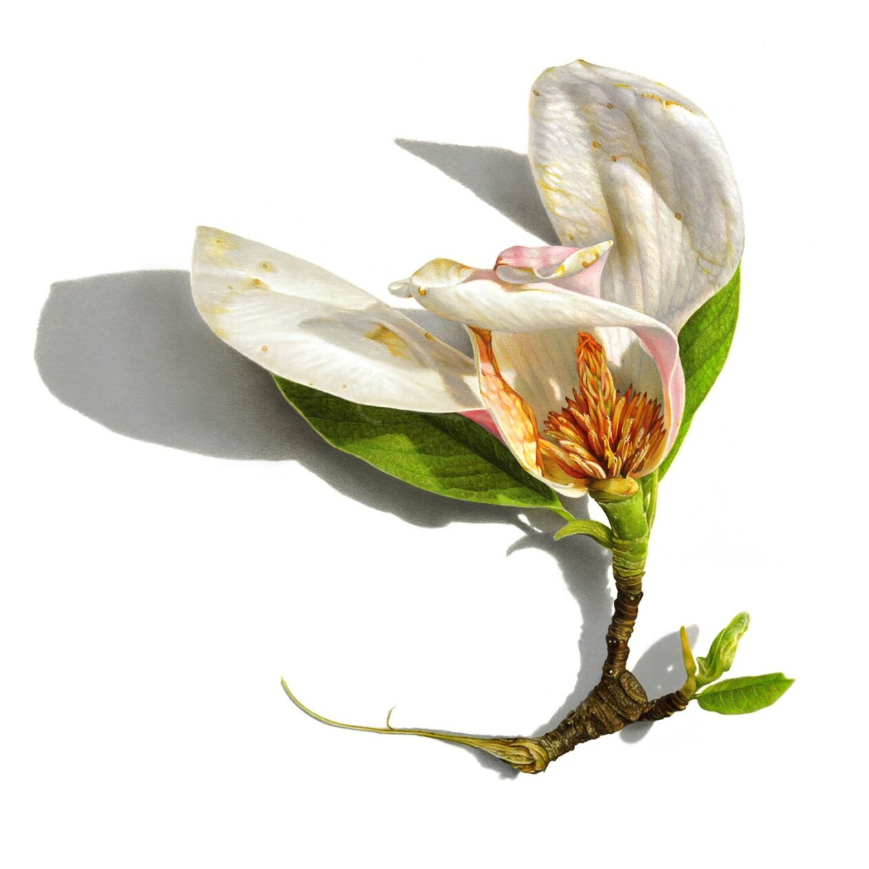 Hyperrealistic Drawings Of Buds, Branches, And Tree Trunks By David Morrison (3)