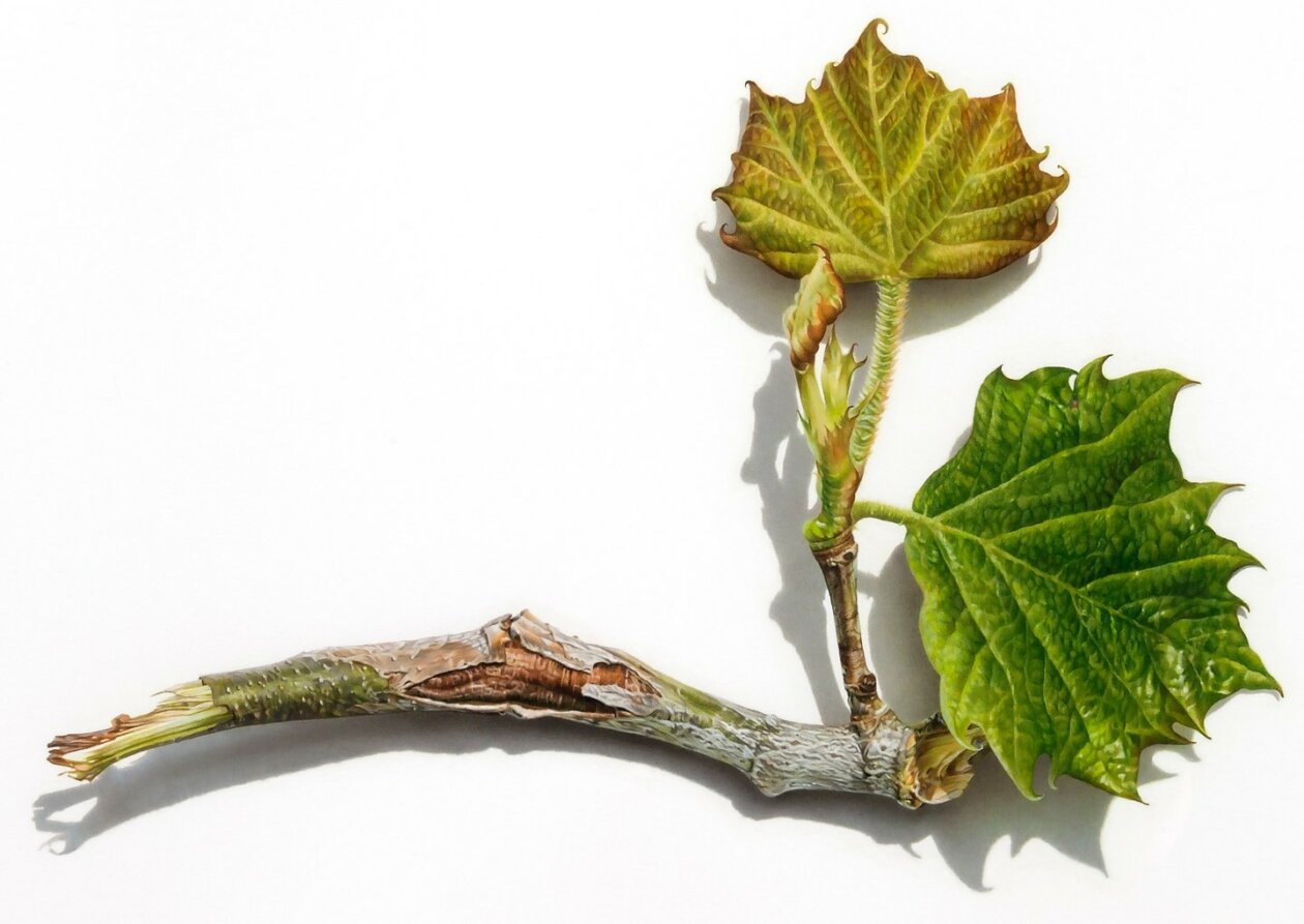 Hyperrealistic Drawings Of Buds, Branches, And Tree Trunks By David Morrison (4)