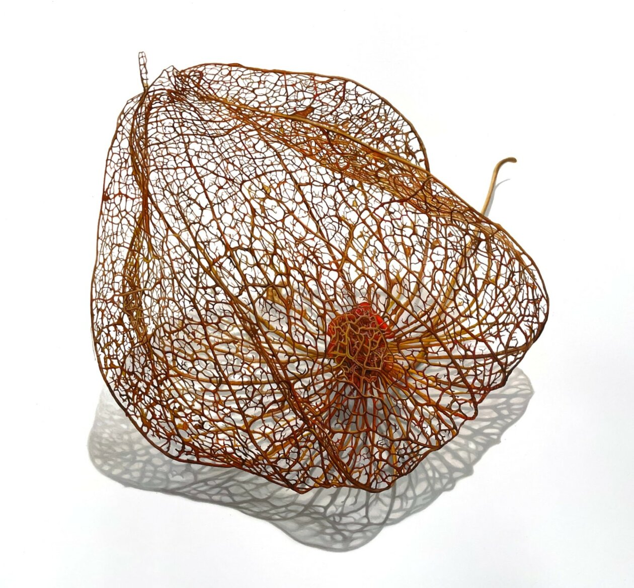 Hyperrealistic Drawings Of Buds, Branches, And Tree Trunks By David Morrison (9)