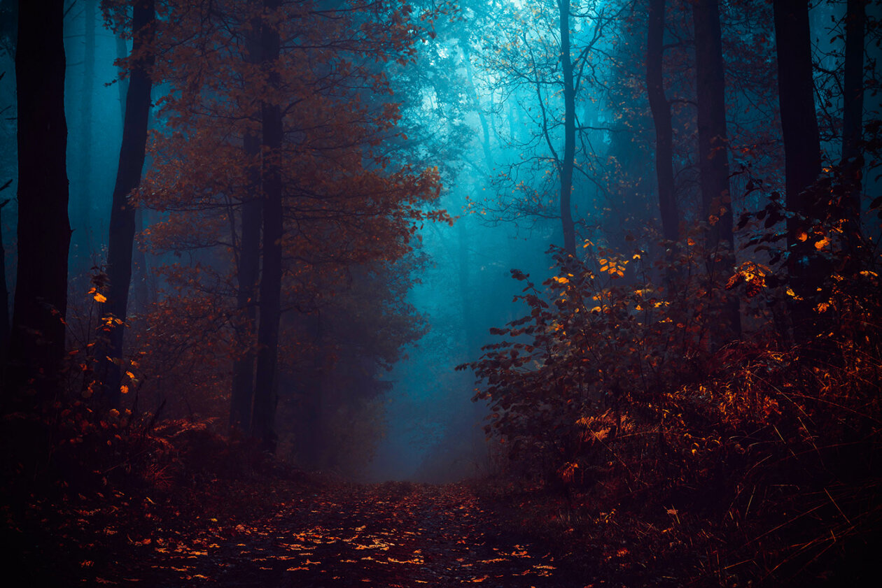 Several Views From The Forest, A Poetic Photography Series By Michał Skarbiński (2)